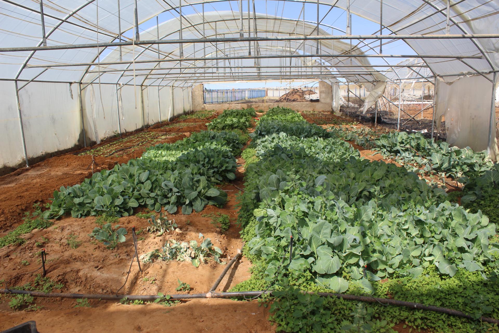 Picture of food production